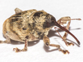 Curculio venosus
